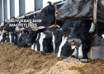 50 Büyükbaş Ahır Maliyeti 2025