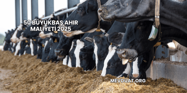 50 Büyükbaş Ahır Maliyeti 2025