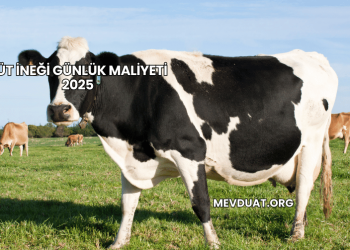 Süt İneği Günlük Maliyeti 2025