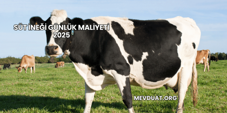 Süt İneği Günlük Maliyeti 2025