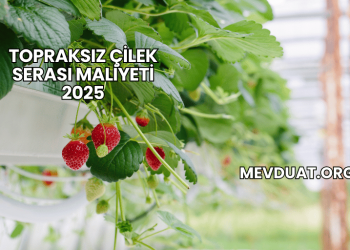 Topraksız Çilek Serası Maliyeti 2025