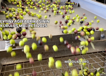 Zeytinyağı Fabrikasının Kuruluş Maliyeti 2025