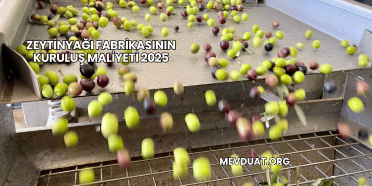 Zeytinyağı Fabrikasının Kuruluş Maliyeti 2025