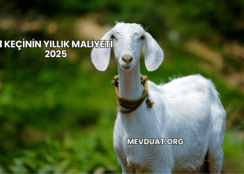1 Keçinin Yıllık Maliyeti 2025
