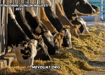 Bir Süt İneğinin Günlük Maliyeti 2025