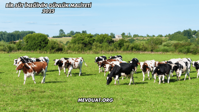 Bir Süt İneğinin Günlük Maliyeti 2025