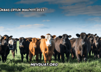 Büyükbaş Çiftlik Maliyeti 2025