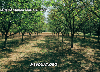 Ceviz Bahçesi Kurma Maliyeti 2025