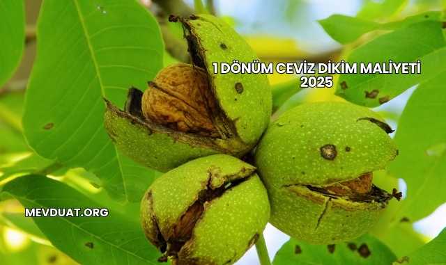 1 Dönüm Ceviz Dikim Maliyeti 2025