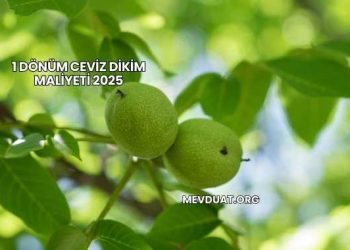 1 Dönüm Ceviz Dikim Maliyeti 2025