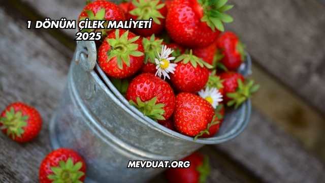 1 Dönüm Çilek Maliyeti 2025