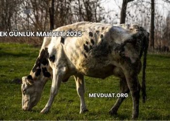 1 İnek Günlük Maliyeti 2025