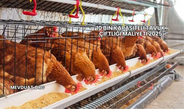 10 Bin Kapasiteli Tavuk Çiftliği Maliyeti 2025
