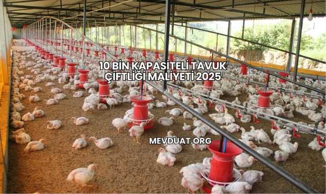 10 Bin Kapasiteli Tavuk Çiftliği Maliyeti 2025
