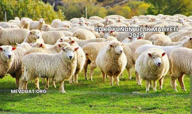 50 Koyunun Yıllık Maliyeti 2025