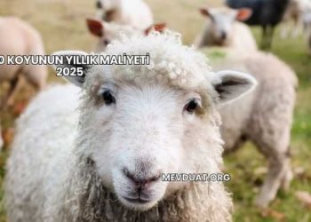 50 Koyunun Yıllık Maliyeti 2025