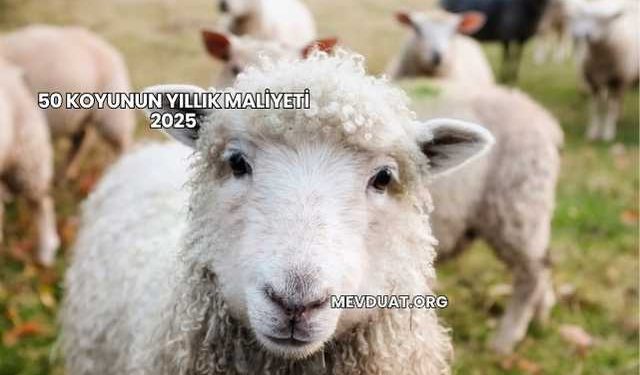 50 Koyunun Yıllık Maliyeti 2025