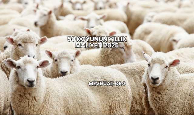 50 Koyunun Yıllık Maliyeti 2025