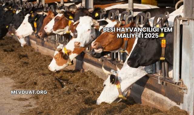 Besi Hayvancılığı Yem Maliyeti 2025