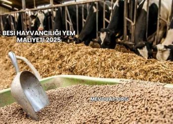Besi Hayvancılığı Yem Maliyeti 2025