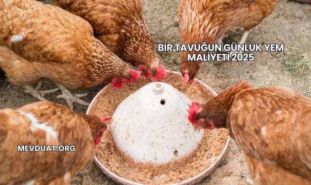 Bir Tavuğun Günlük Yem Maliyeti 2025