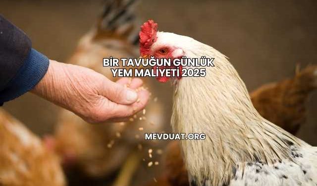 Bir Tavuğun Günlük Yem Maliyeti 2025