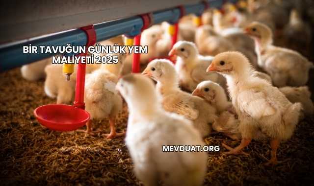 Bir Tavuğun Günlük Yem Maliyeti 2025