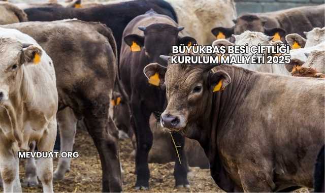 Büyükbaş Besi Çiftliği Kurulum Maliyeti 2025