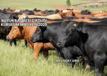Büyükbaş Besi Çiftliği Kurulum Maliyeti 2025