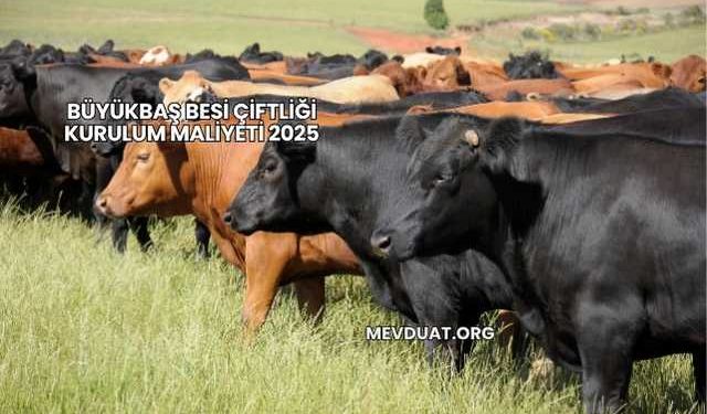 Büyükbaş Besi Çiftliği Kurulum Maliyeti 2025