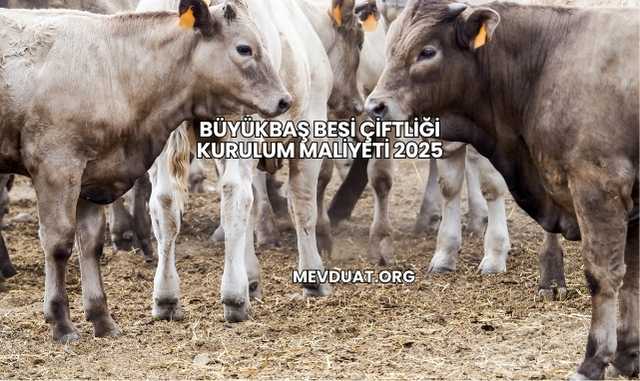 Büyükbaş Besi Çiftliği Kurulum Maliyeti 2025