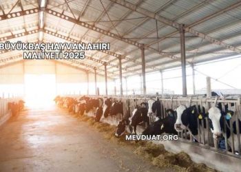 Büyükbaş Hayvan Ahırı Maliyeti 2025