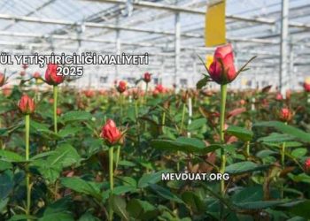 Gül Yetiştiriciliği Maliyeti 2025