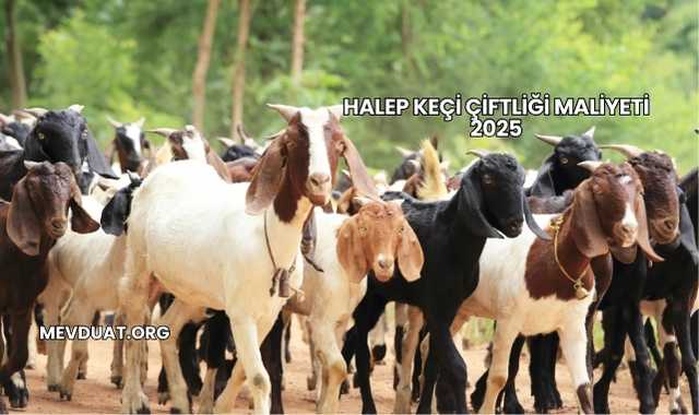 Halep Keçi Çiftliği Maliyeti 2025