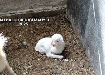 Halep Keçi Çiftliği Maliyeti 2025