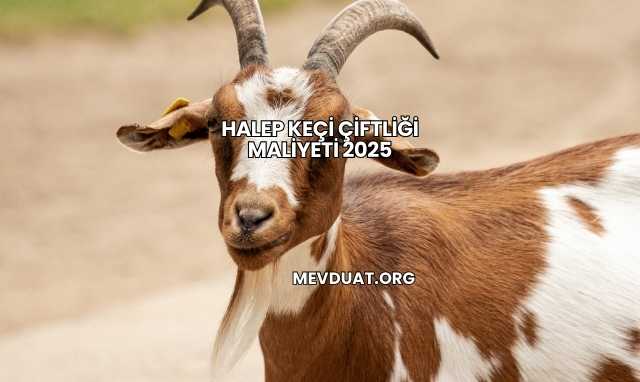 Halep Keçi Çiftliği Maliyeti 2025