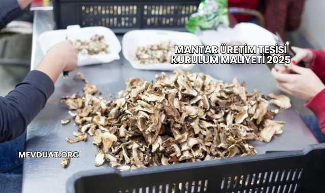 Mantar Üretim Tesisi Kurulum Maliyeti 2025