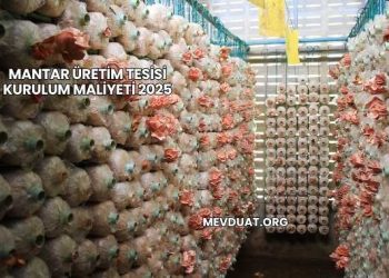 Mantar Üretim Tesisi Kurulum Maliyeti 2025