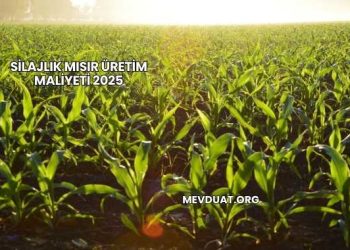 Silajlık Mısır Üretim Maliyeti 2025