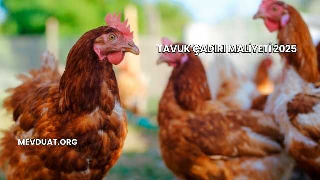 Tavuk Çadırı Maliyeti 2025