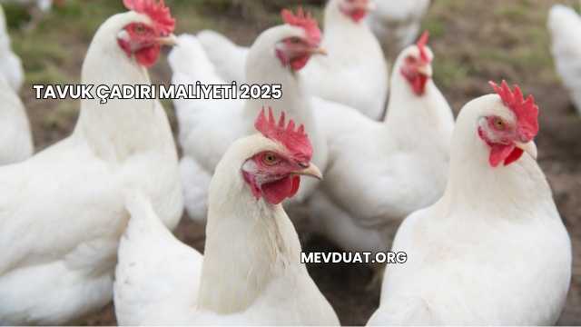 Tavuk Çadırı Maliyeti 2025