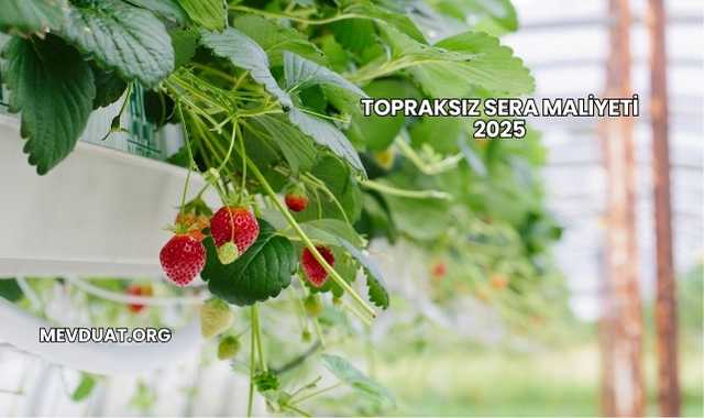 Topraksız Sera Maliyeti 2025