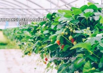 Topraksız Sera Maliyeti 2025