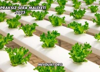 Topraksız Sera Maliyeti 2025