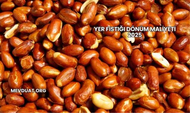 Yer Fıstığı Dönüm Maliyeti 2025