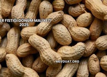 Yer Fıstığı Dönüm Maliyeti 2025