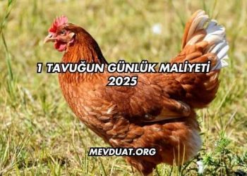 1 Tavuğun Günlük Maliyeti 2025