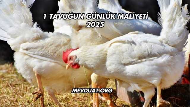 1 Tavuğun Günlük Maliyeti 2025