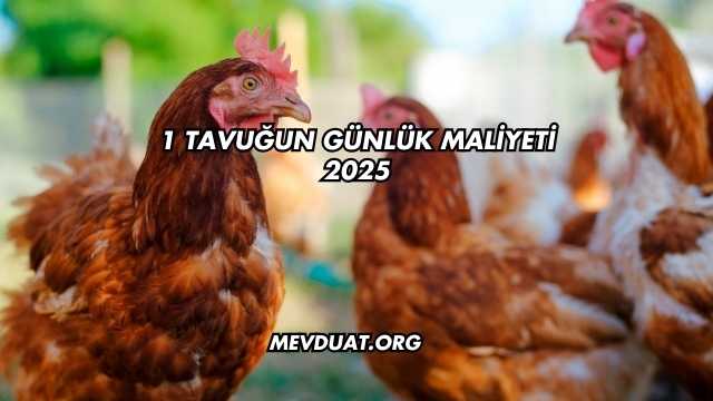 1 Tavuğun Günlük Maliyeti 2025