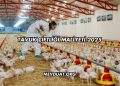 Tavuk Çiftliği Maliyeti 2025